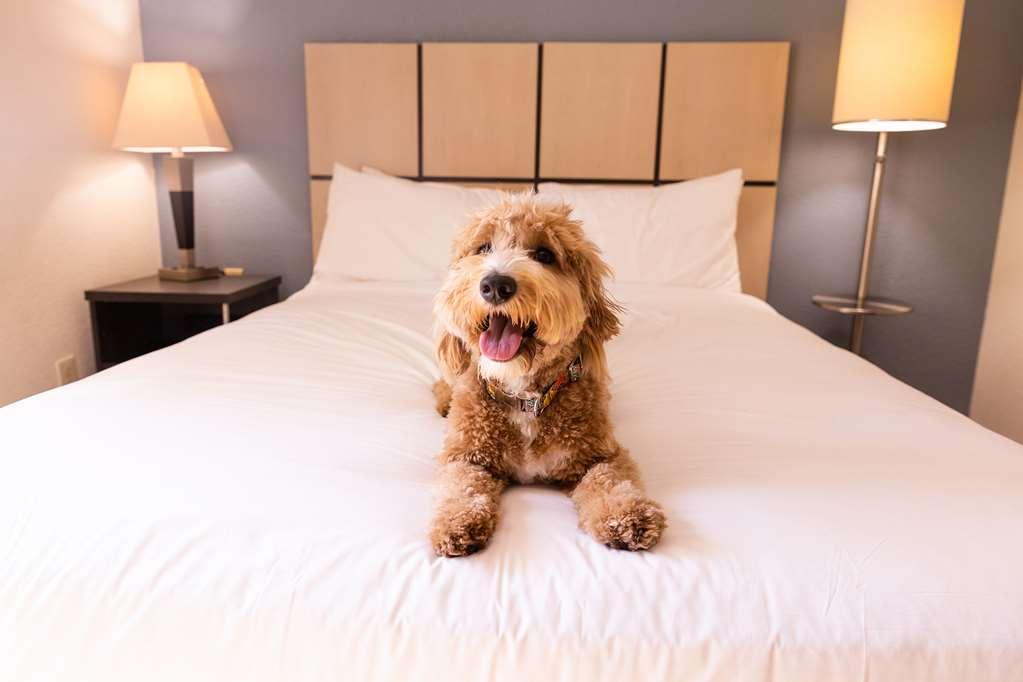 Sonesta Simply Suites Austin The Domain Area Zimmer foto